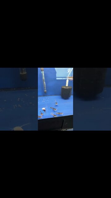 PSA cuteness overload 🤩 and do not buy these fish cause they get #massive #monsters #monsterfish