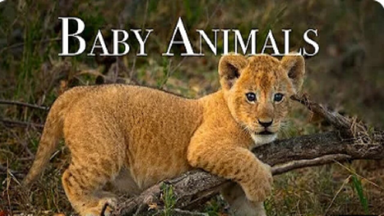 Baby Animals Amazing World of Young Animals | Scenic Relaxation Film