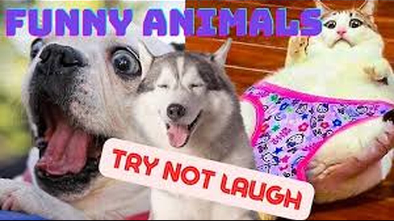 Try not to laugh🤣 Funny animals