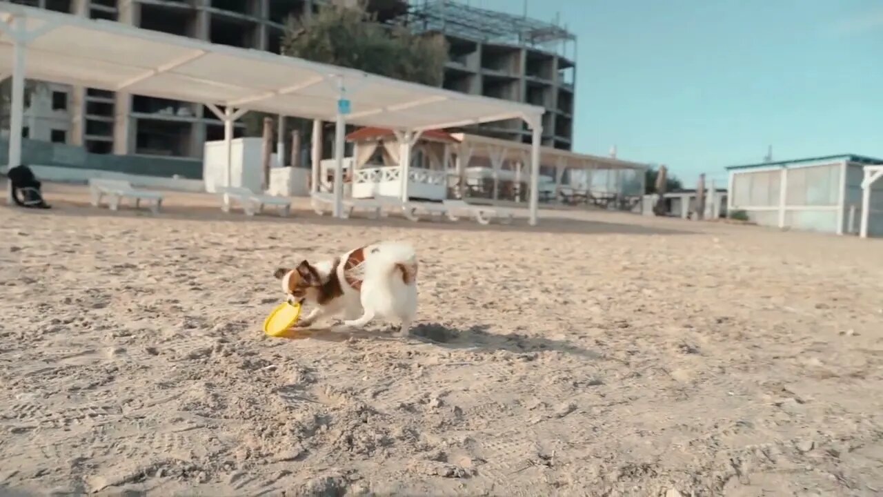 Young adult sporty girl playing with little pet on beach