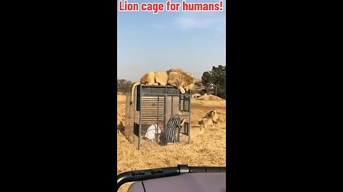 Lion cage for humans!