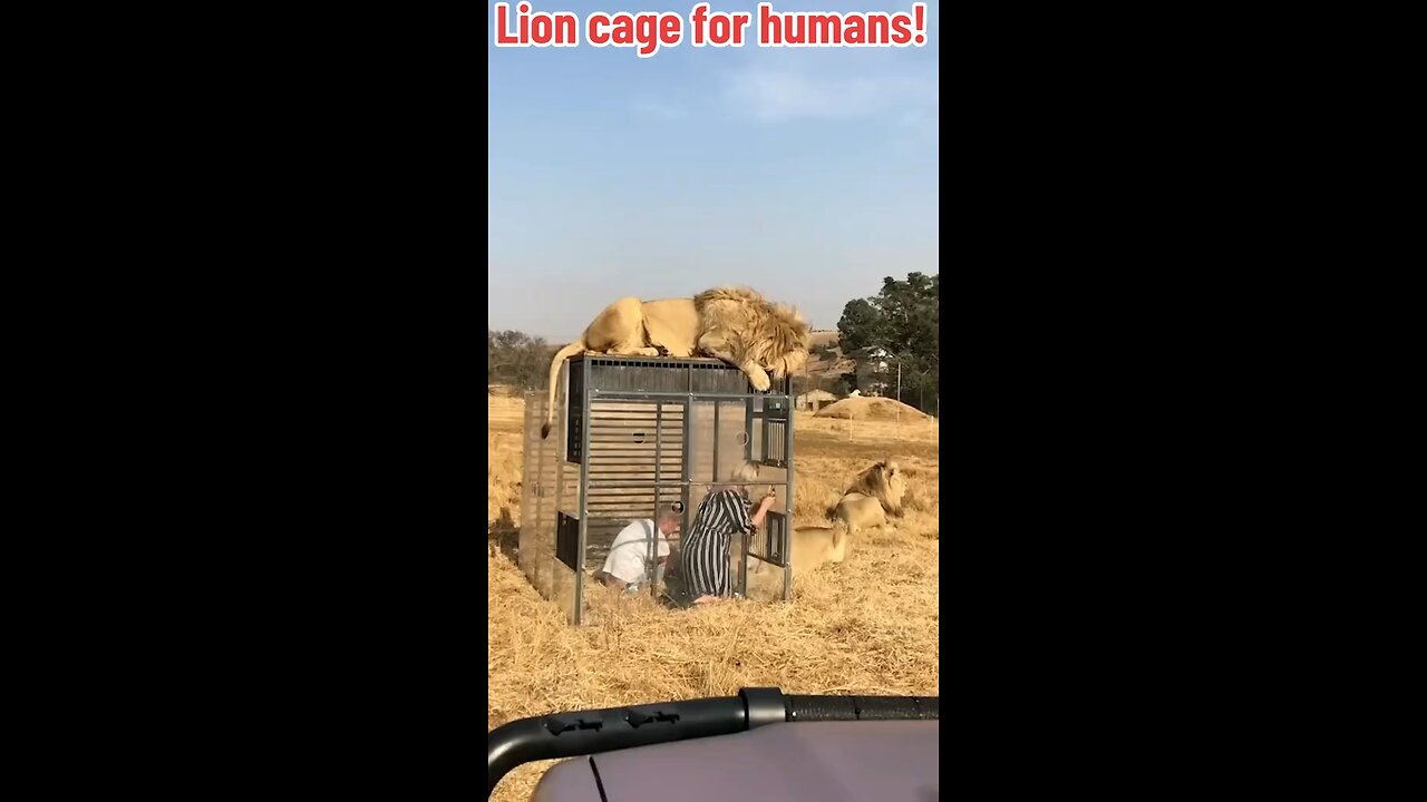 Lion cage for humans!