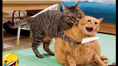 Funny mother cat slap video👌🤗