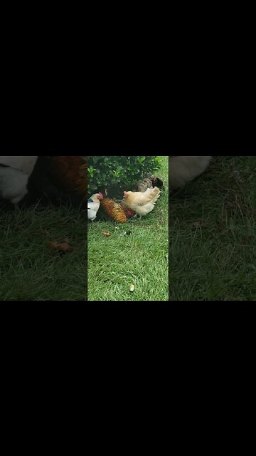Lead Rooster Getting Groomed #chickens #homesteading
