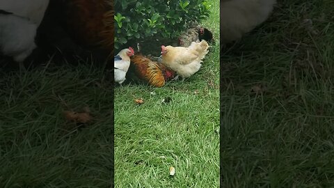 Lead Rooster Getting Groomed #chickens #homesteading