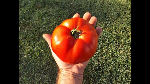 Hossinator And Red Snapper Tomato Harvest 9/5/23