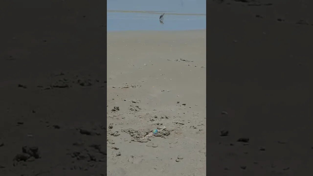 Beach Birds ~ Sand Pipper