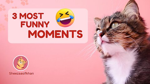 Funny cat compilation 😂🥰🤣