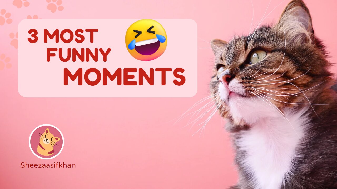 Funny cat compilation 😂🥰🤣