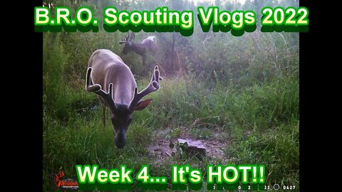 B.R.O. Scouting vlogs 2022! Week 4... Coyotes & Wild Dogs!