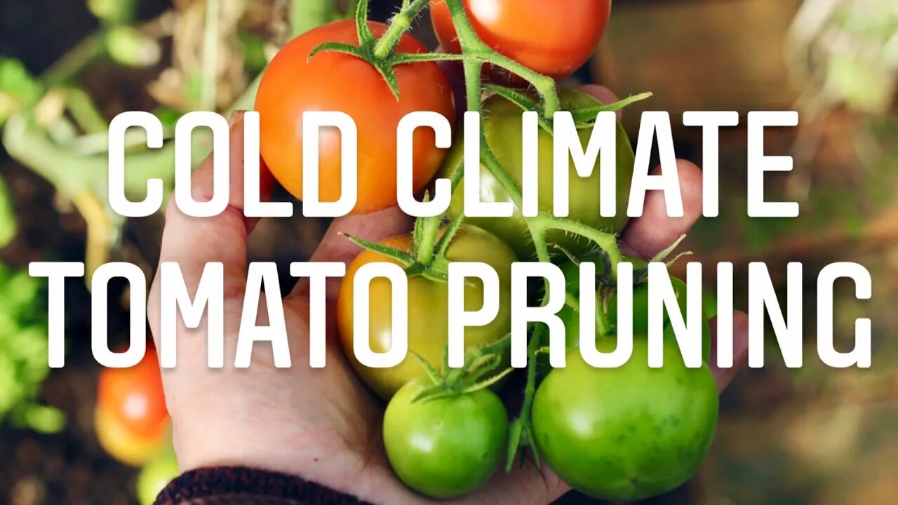 THE SCIENCE OF PRUNING TOMATO PLANTS WITH A CANADIAN GARDENERS TIP | Gardening in Canada