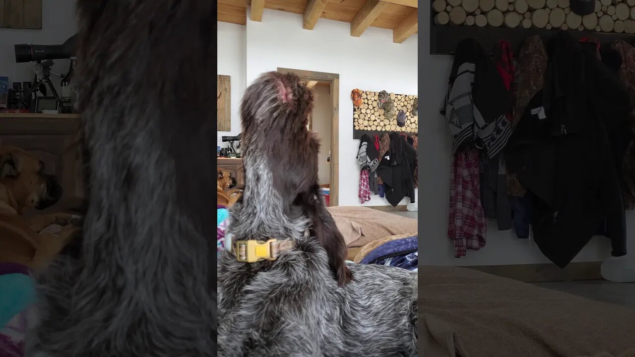 Howling wirehaired pointing griffon