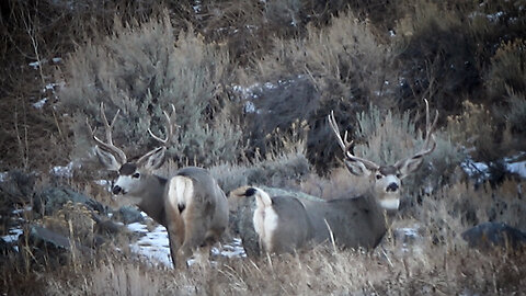 "Hangin' With Da Boyz" Winter Range Bucks #1 2023