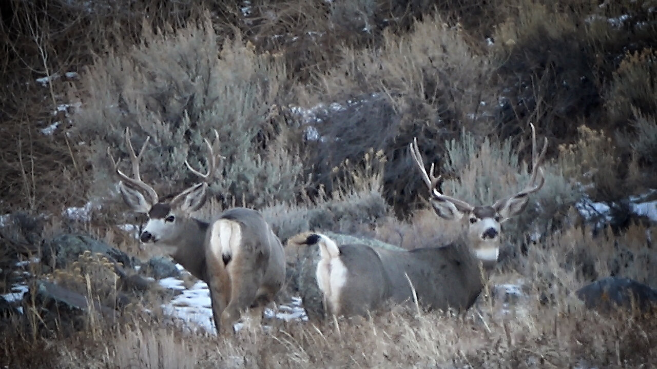 "Hangin' With Da Boyz" Winter Range Bucks #1 2023