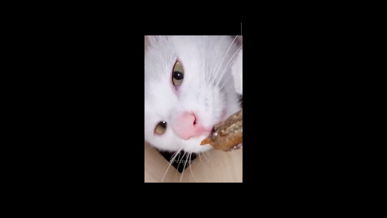 Funny Dogs And Cats Videos 2023 😅 - Best Funniest Animal Videos Of The week #1