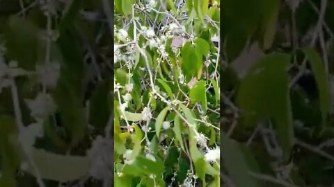 jabuticabeira azul (myrciaria vexator)