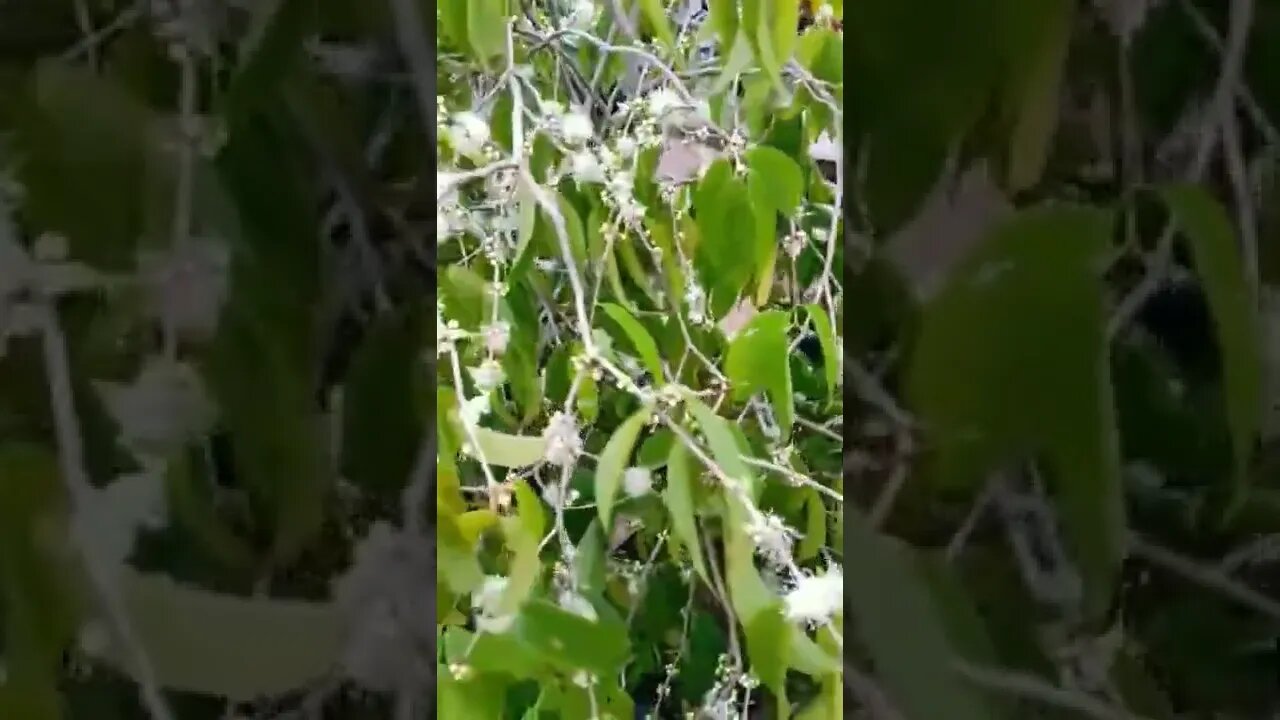 jabuticabeira azul (myrciaria vexator)