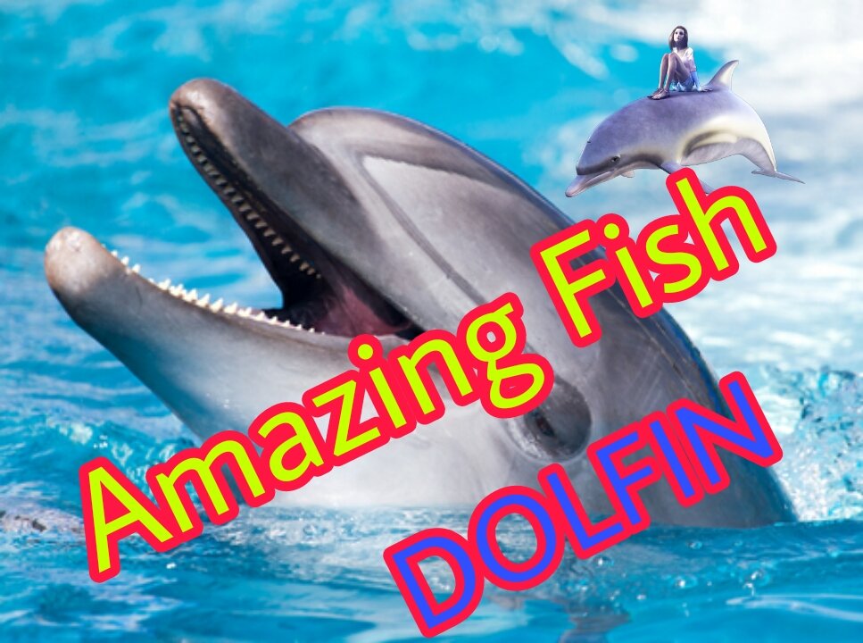 AMAZING FISH_DOLFIN MAZIC 🐬🐬