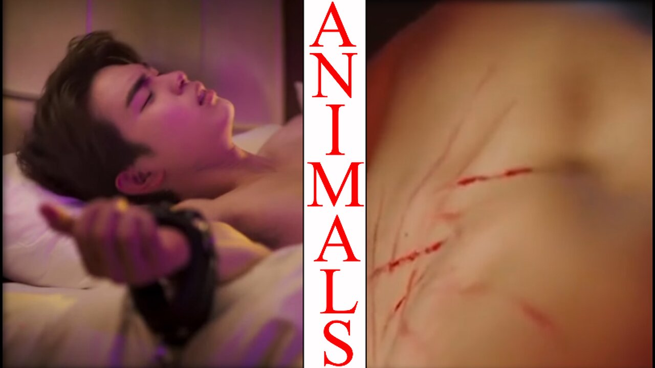 Animals // Multi BL // 18+