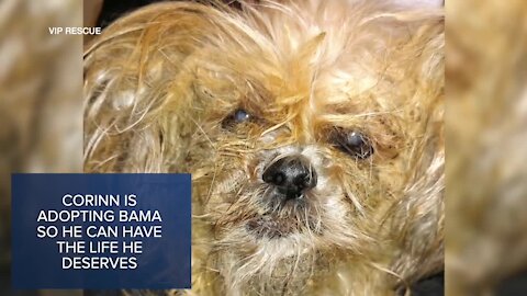 Neglected dog gets second chance after being abandoned at Florida airport