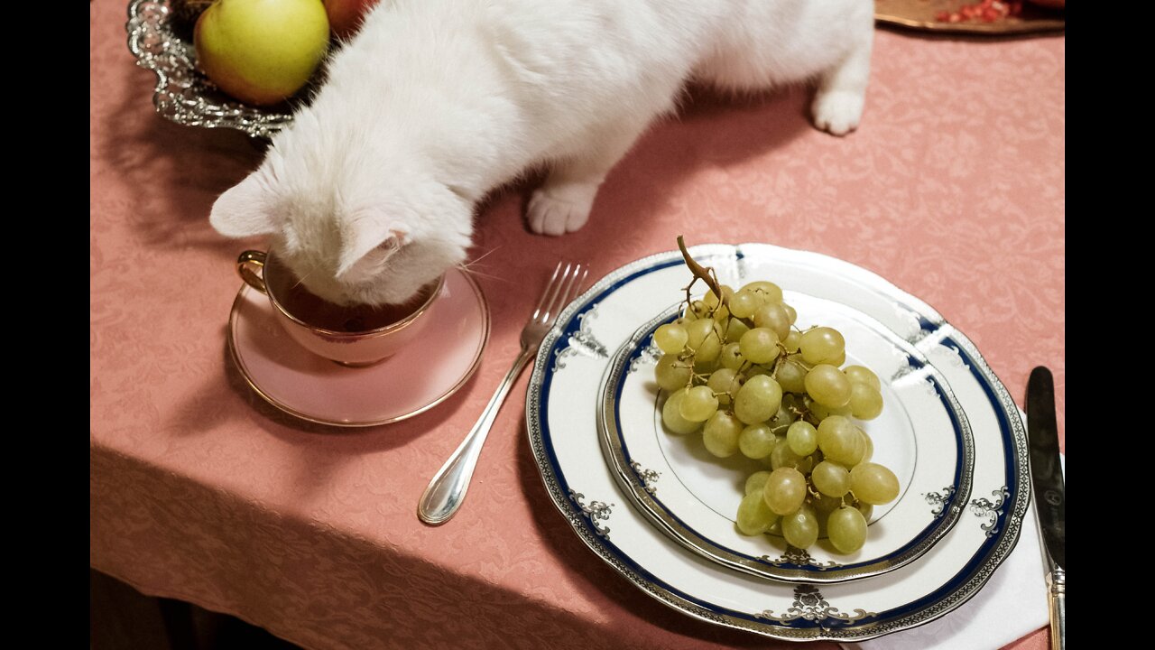 Funny Cats and Kittens Meowing Compilation