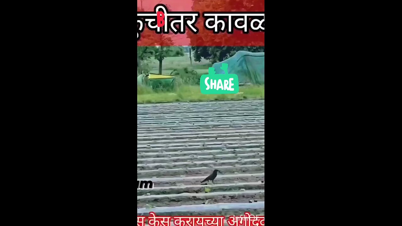 naughty crow, funny video