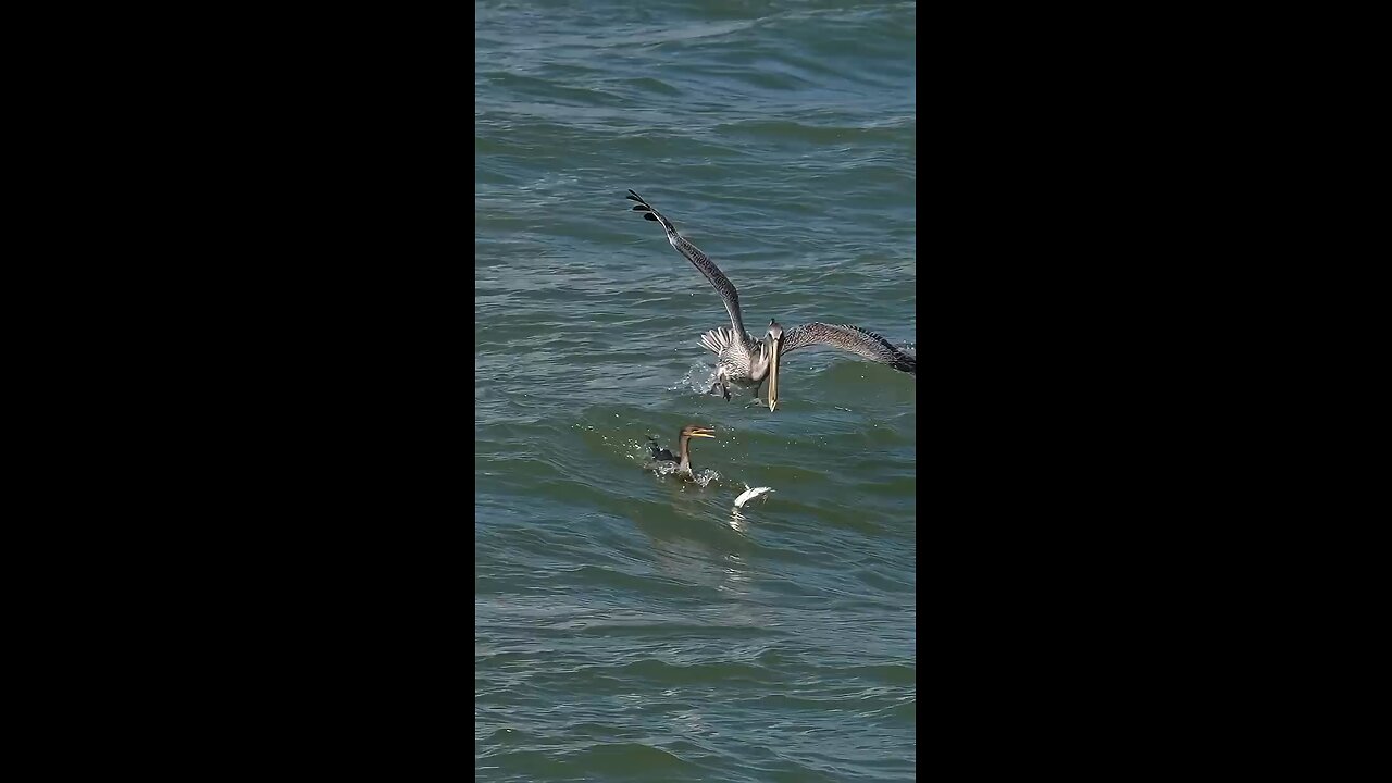 osprey eating fishes