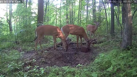 Wildlife Cam 1 Bachelors Club back together 6 18 2020