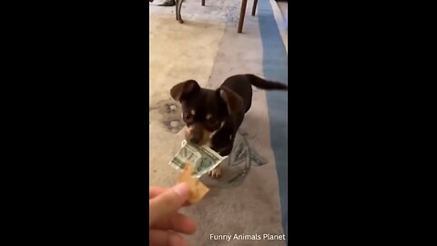 Dog getting a treat for $1