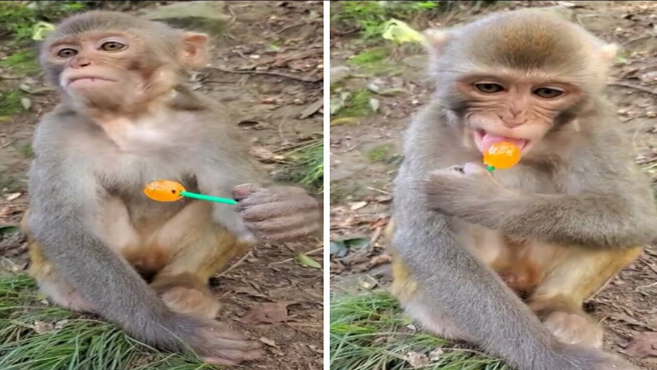 Funny Monkey Loves Lollipops | Do Not Expect He Will Give Someone To Taste It