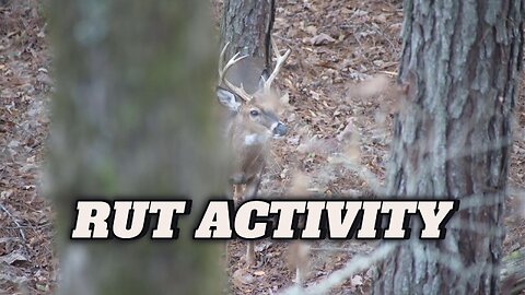 RUT ACTIVITY | Young Buck Grunting And Pushing Does