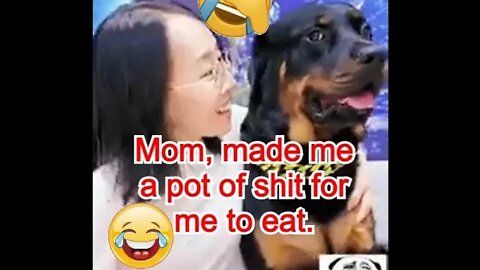 Funny animals compilation 🤣 Funny Dogs And Cats Videos 2022 - Animals video