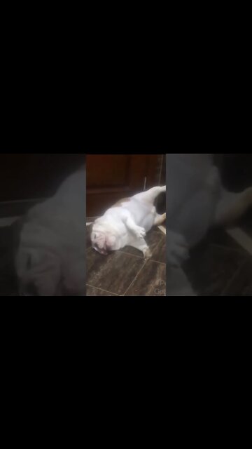 cute animals #short #shorts #cute animals 96