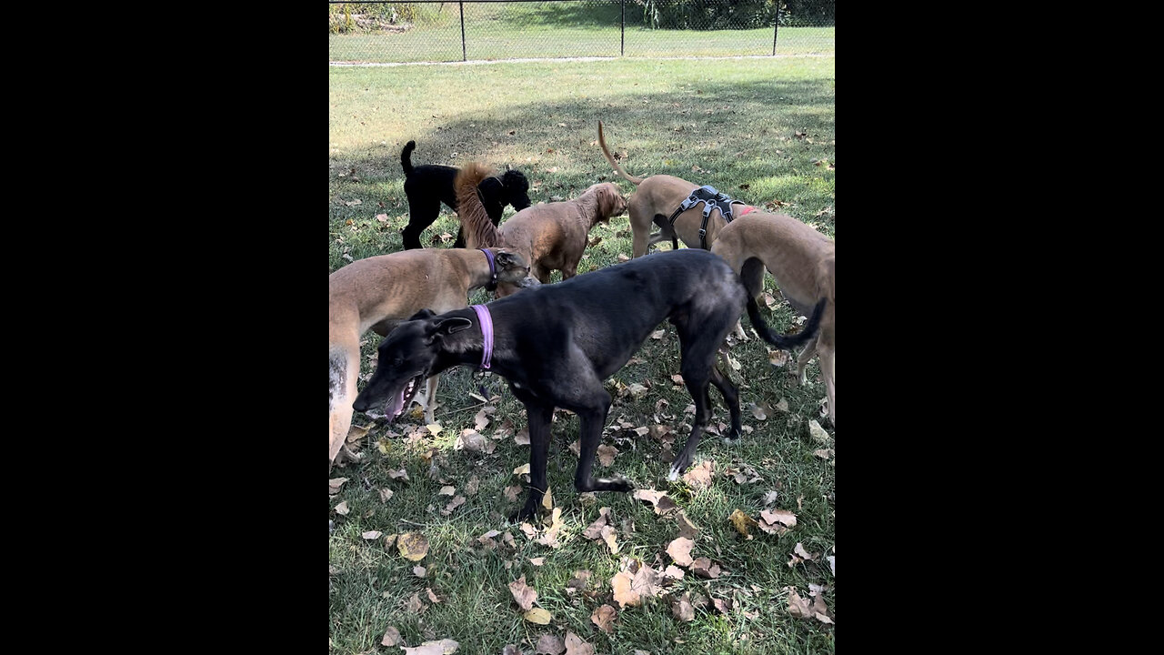 Leo the Golden Doodle with Greyhounds Part 2