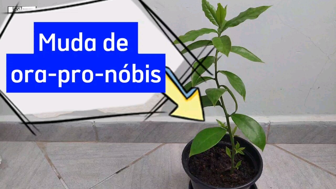 Como fazer muda de ora-pro-nóbis. Galho de ora pro nobis. Enraizar. Como fazer. Como plantar.