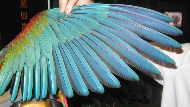 Should You Wing Trim Your Bird?- TRUTH Revealed !