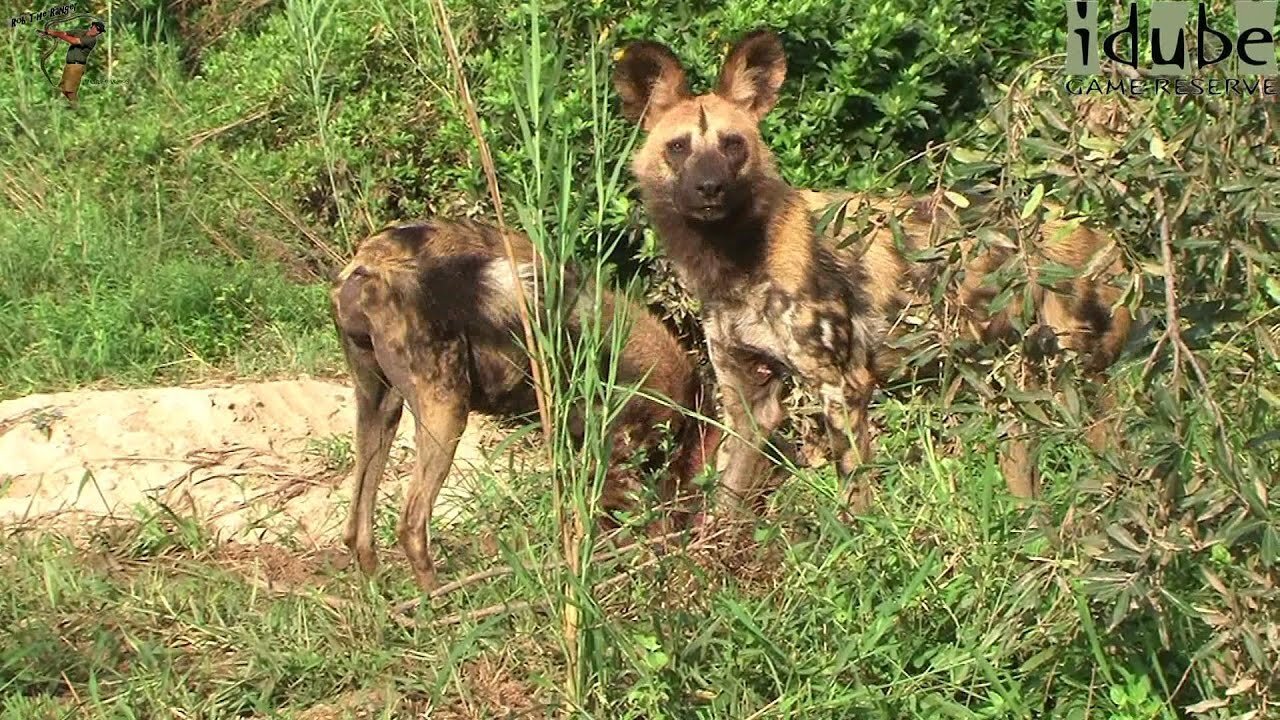 African Wild Dogs Feed And Call