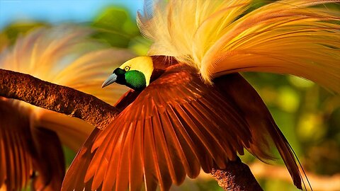 The Magnificent Birds of Paradise: Discovering the Beauty of the Cendrawasih