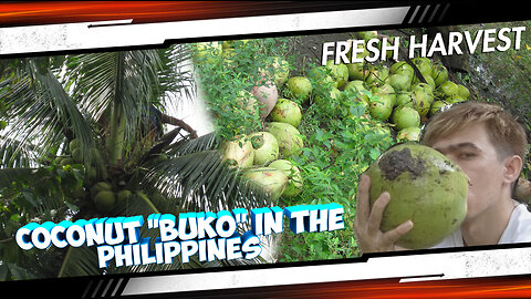 HARVESTING COCONUT "BUKO" IN THE PHILIPPINES 🇵🇭