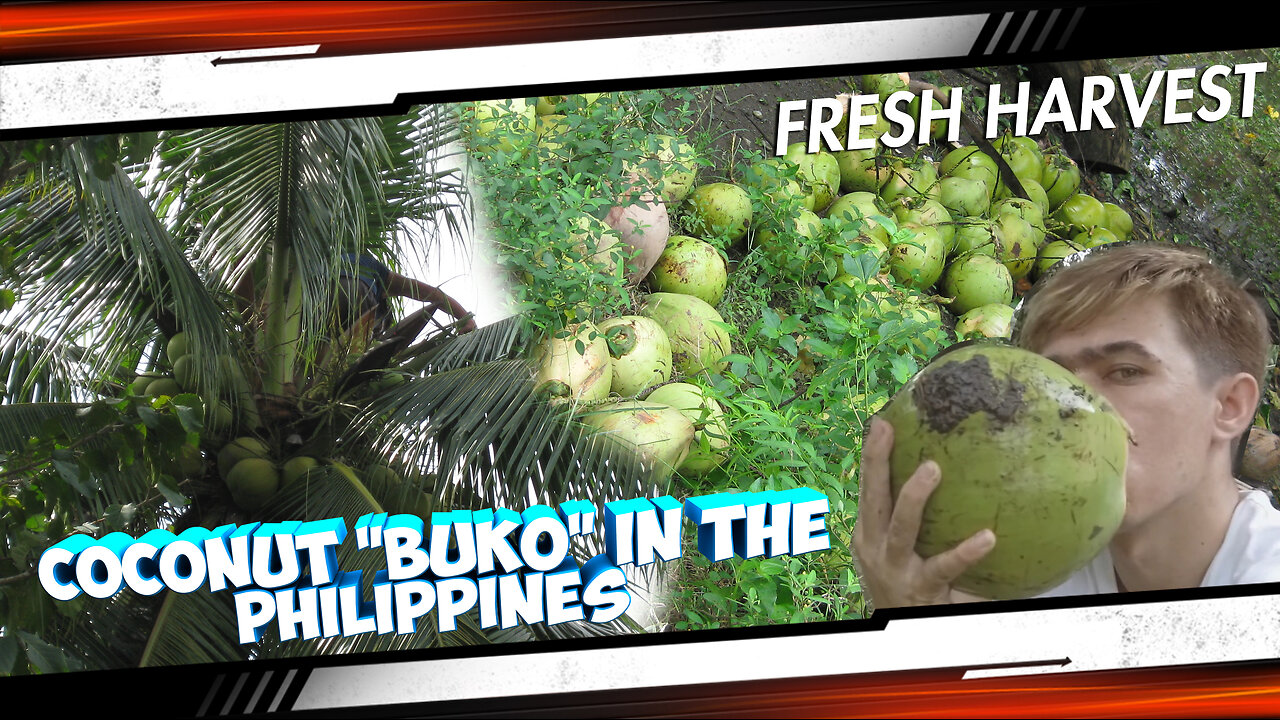 HARVESTING COCONUT "BUKO" IN THE PHILIPPINES 🇵🇭