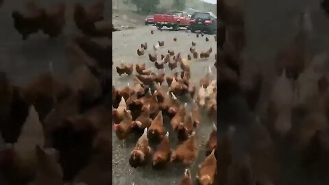 #somany #chickens #freerange #layers #homesteading #homesteadlife #farm #farmlife #farmanimals
