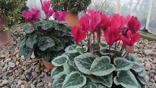 Botanical Gardens offer the perfect break from the bone-chilling temperatures