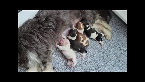 Raynah's Pups have arrived