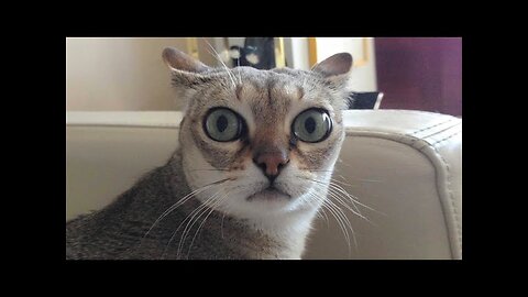 Funny animals - Funny cats dogs - Funny animal videos