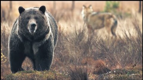 Bear vs Wolves- Battle for Food - Wild Scandinavia