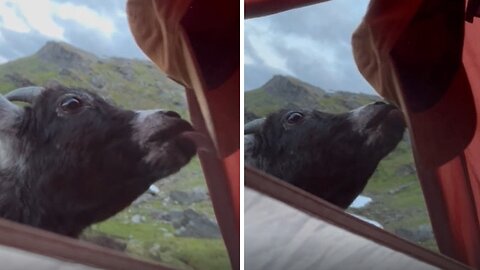 Pet Goat Hilariously Licks Salty Cap After A Long Hike