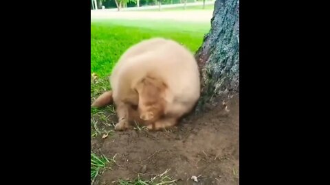 I have a dog and he is exactly like this puppy lol #shorts #shortsfeed #clips #shortvideo