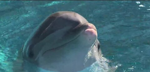 What will happen to animals when Hard Rock takes over The Mirage?