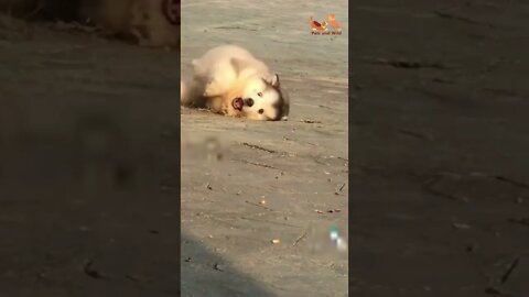 Funny Animals - Cute and Funny Animals Reaction Videos Compilation #59 | Pets and Wild