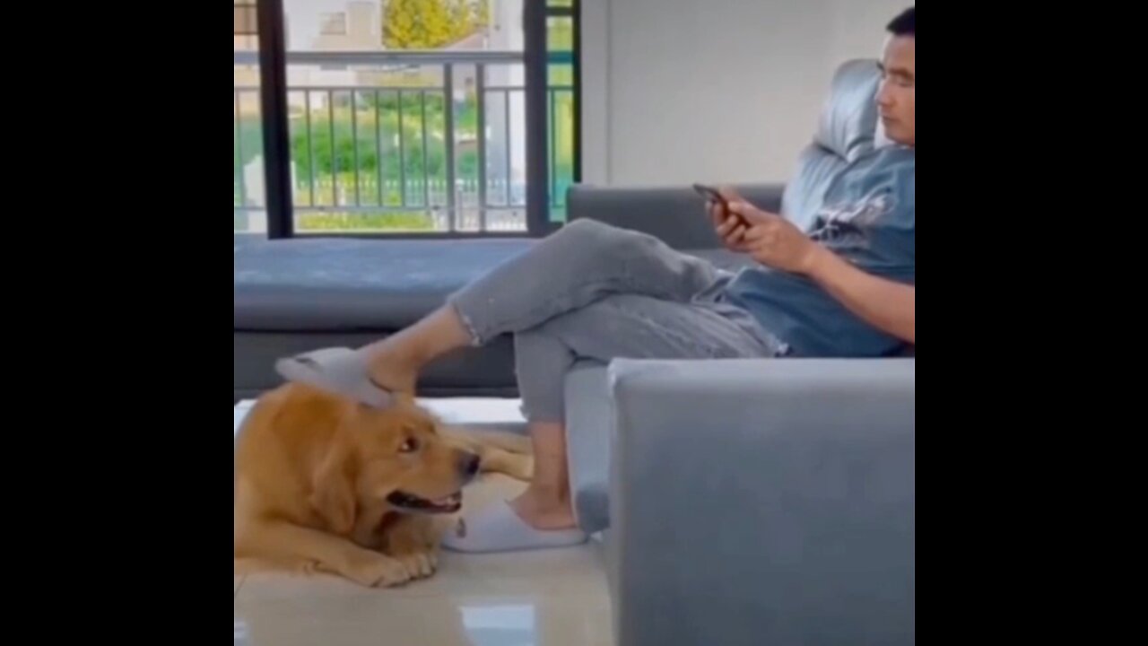 ّFunny dog-The man teases his dog and the dog takes his shoes and phone